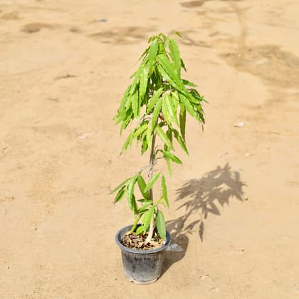 Buy Ashoka (~ 3 Ft) In 8 Inch Nursery Pot Online | Urvann.com