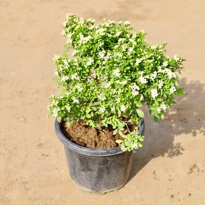 Buy Madhu Kamini White In 8 Inch Nursery Pot Online | Urvann.com