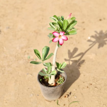 Buy Adenium Pink In 6 Inch Nursery Pot Online | Urvann.com