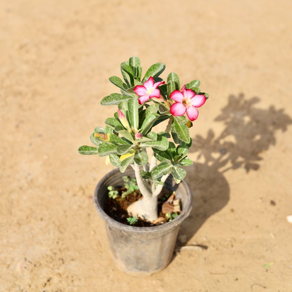 Adenium Miniature Dark Pink In 6 Inch Nursery Pot