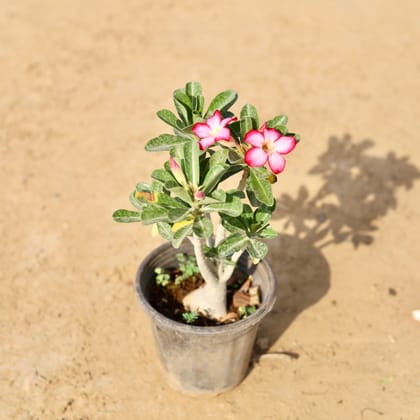 Buy Adenium Miniature Dark Pink In 6 Inch Nursery Pot Online | Urvann.com