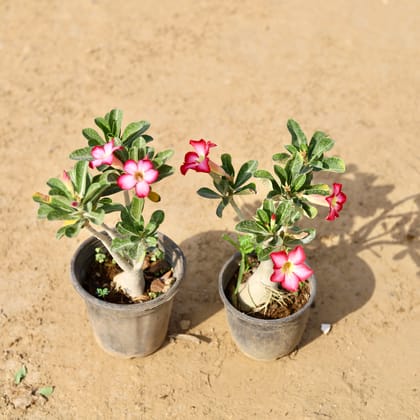 Buy Set of 2 - Adenium Miniature (any colour) In 6 Inch Nursery Pot Online | Urvann.com