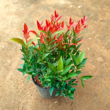 Syzygium / Christina Ficus  in 5 Inch Nursery Pot