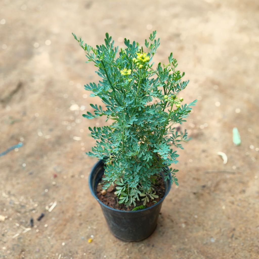 Naag bel in 5 Inch Nursery Pot