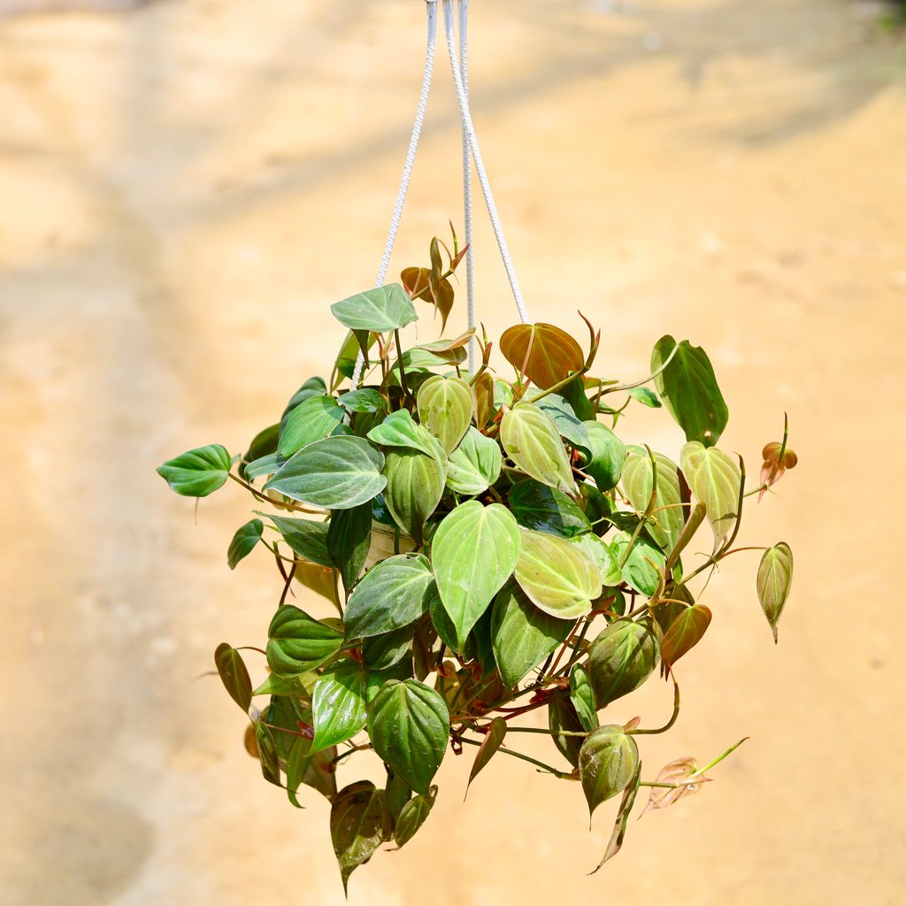 Oxycardium Bronze in 8 Inch White Hanging Basket