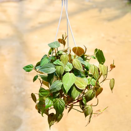 Buy Oxycardium Bronze in 8 Inch White Hanging Basket Online | Urvann.com