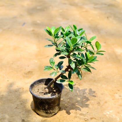 Buy Ficus Microcarpa Bonsai (3 Years Old) in 6 Inch Nursery Pot Online | Urvann.com