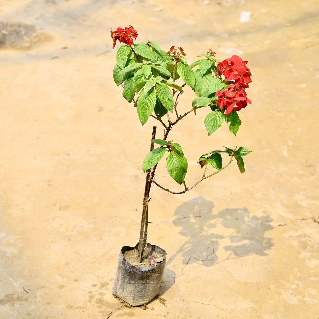 Mussaenda Red in 7 Inch Nursery Bag