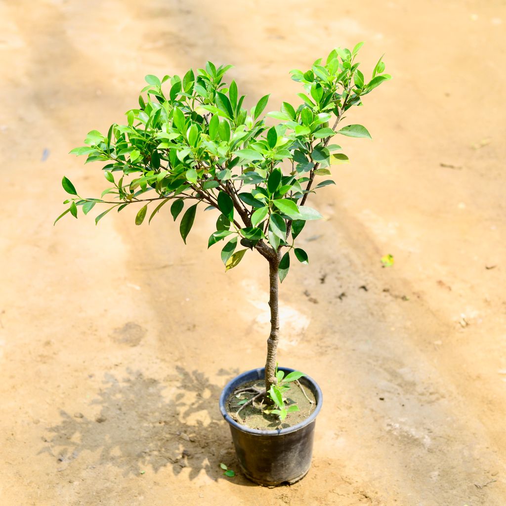 Ficus Microcarpa Bonsai in 6 Inch Nursery Pot