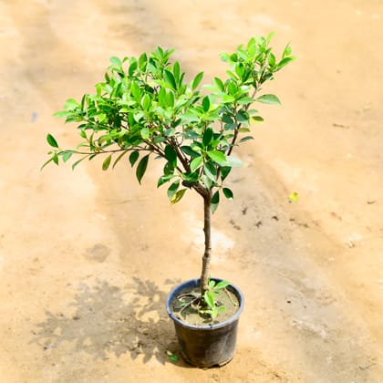 Buy Ficus Microcarpa Bonsai in 6 Inch Nursery Pot Online | Urvann.com