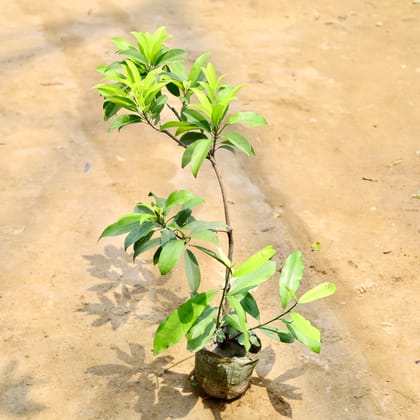 Buy Grafted Chiku / Sapodilla in 7 Inch Nursery Bag Online | Urvann.com