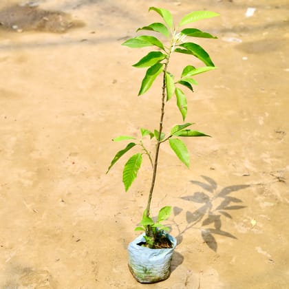 Buy Swarn Champa Grafted in 8 Inch Nursery Bag Online | Urvann.com