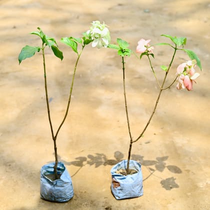 Buy Set Of 2 - Mussaenda (Pink & White) in 7 Inch Nursery Bag Online | Urvann.com