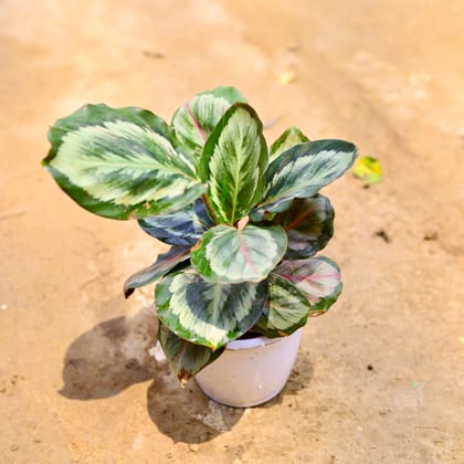 Buy Calathea Roseopicta in 5 Inch Nursery Pot Online | Urvann.com