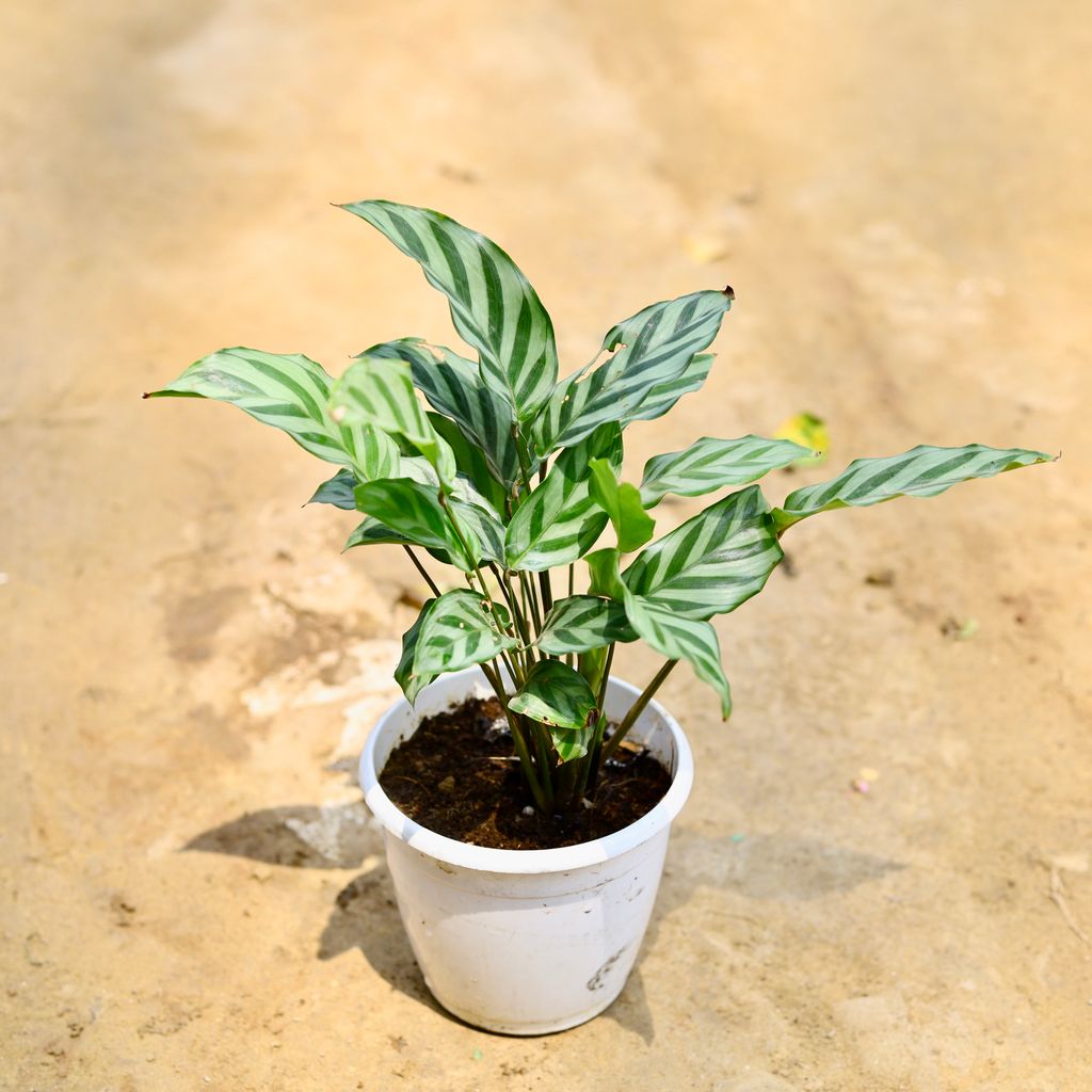 Calathea Maranta / Zebrina in 5 Inch Nursery Pot