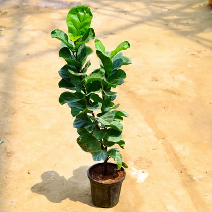 Buy Fiddle Leaf Fig / Ficus Lyrata (~ 3-4 Ft) in 8 Inch Nursery Pot Online | Urvann.com