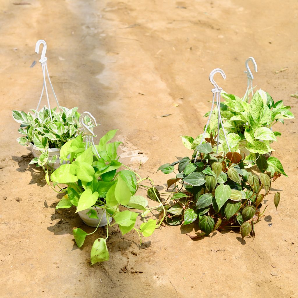 Set Of 4 - (Money Plant Marble, N'Joy, Oxycardium Golden & Bronze) in 8 Inch White Hanging Basket