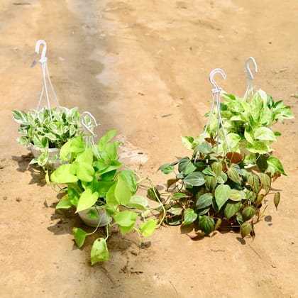 Buy Set Of 4 - (Money Plant Marble, N'Joy, Oxycardium Golden & Bronze) in 8 Inch White Hanging Basket Online | Urvann.com