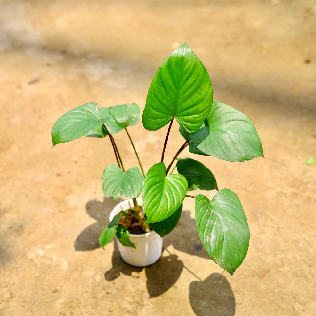 Alocasia Giant Taro in 4 Inch Nursery Pot