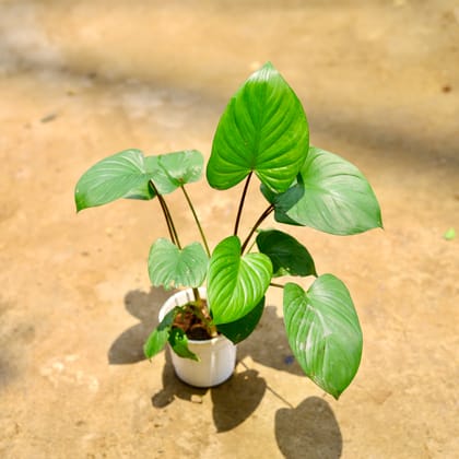 Buy Alocasia Giant Taro in 4 Inch Nursery Pot Online | Urvann.com