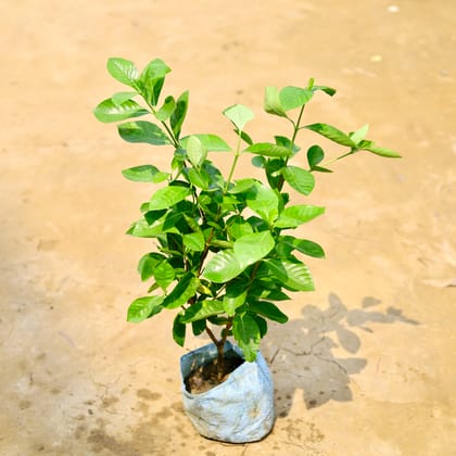 Buy Gandhraj / Gardenia in 7 Inch Nursery Bag Online | Urvann.com