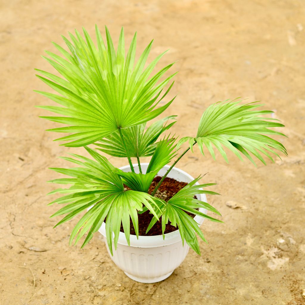 China / Fan Palm in 8 Inch White Olive Plastic Pot