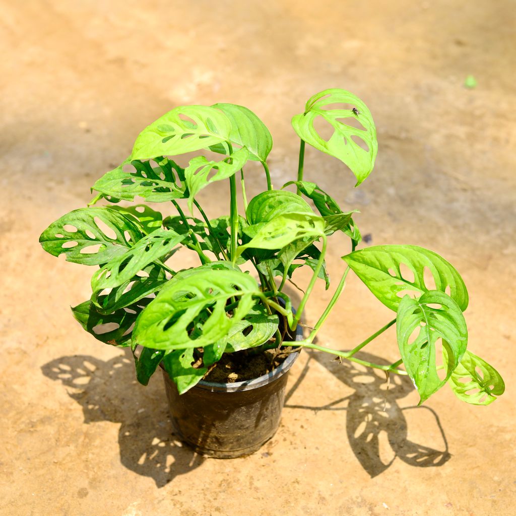 Monstera Broken Heart in 5 Inch Nursery Pot