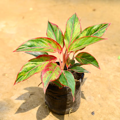 Buy Aglaonema Lipstick in 5 Inch Nursery Bag Online | Urvann.com