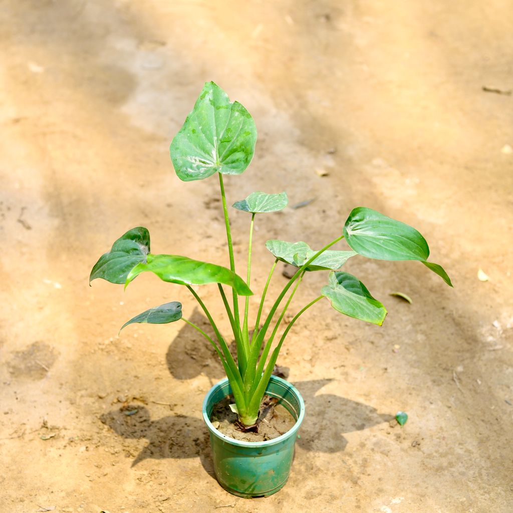 Alocasia Cucullata in 6 Inch Nursery Pot