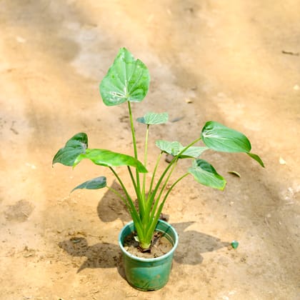 Buy Alocasia Cucullata in 6 Inch Nursery Pot Online | Urvann.com