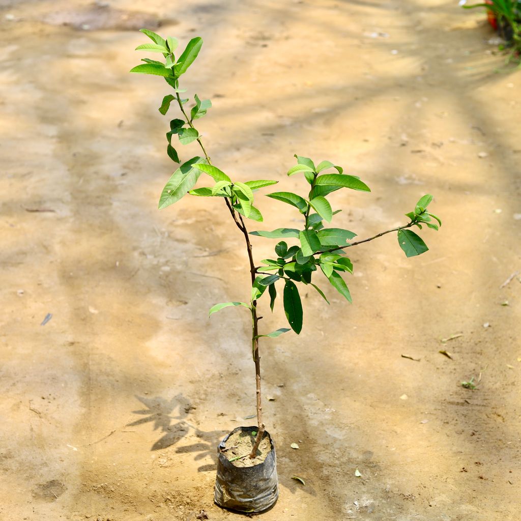 Amrood / Guava (L-49) in 8 Inch Nursery Bag