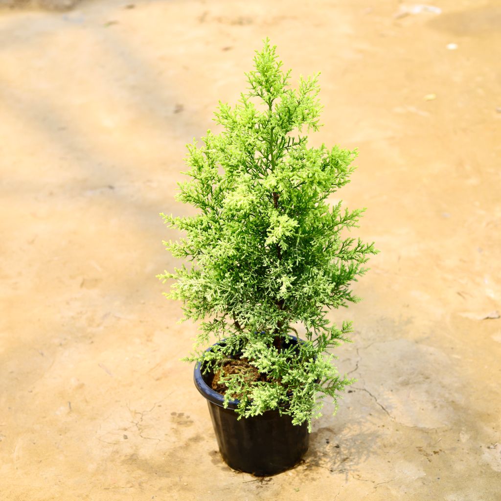 Golden Juniperus in 8 Inch Nursery Pot