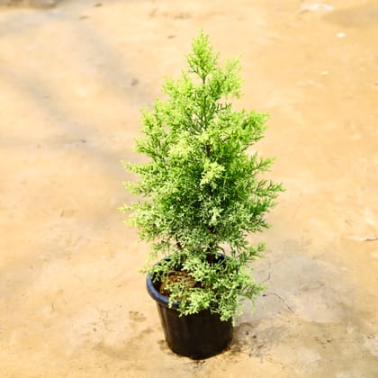 Buy Golden Juniperus in 8 Inch Nursery Pot Online | Urvann.com