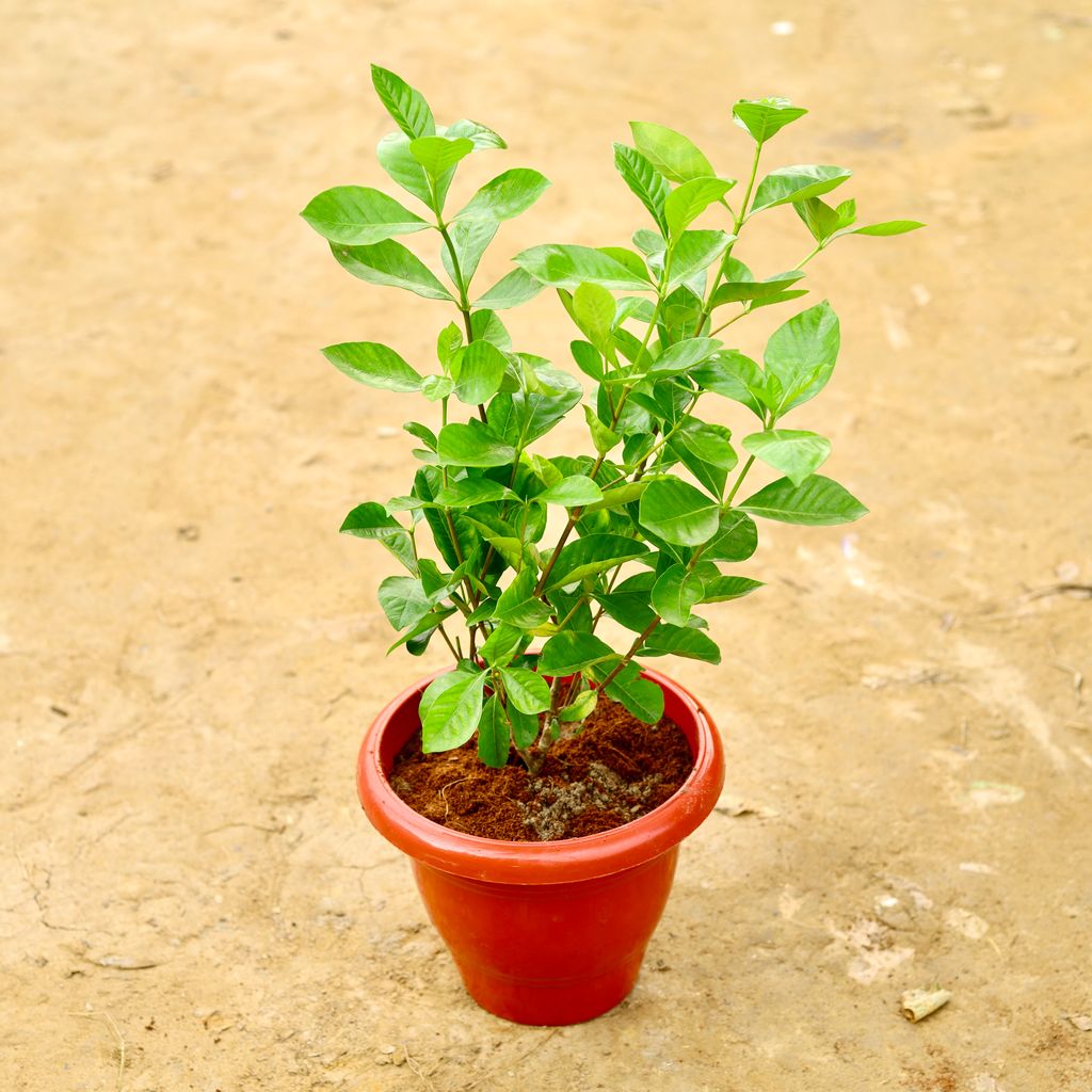 Gandhraj / Gardenia in 10 Inch Terracotta Red Classy Plastic Pot