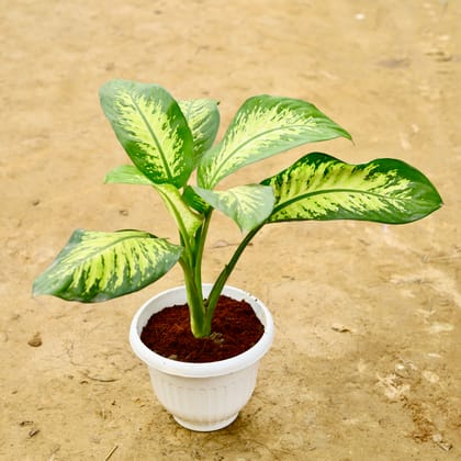 Buy Dieffenbachia Seguine in 10 Inch White Olive Plastic Pot Online | Urvann.com