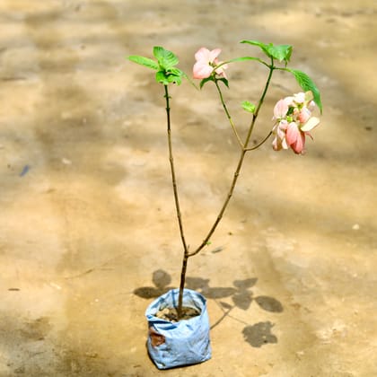 Buy Mussaenda Pink in 7 Inch Nursery Bag Online | Urvann.com