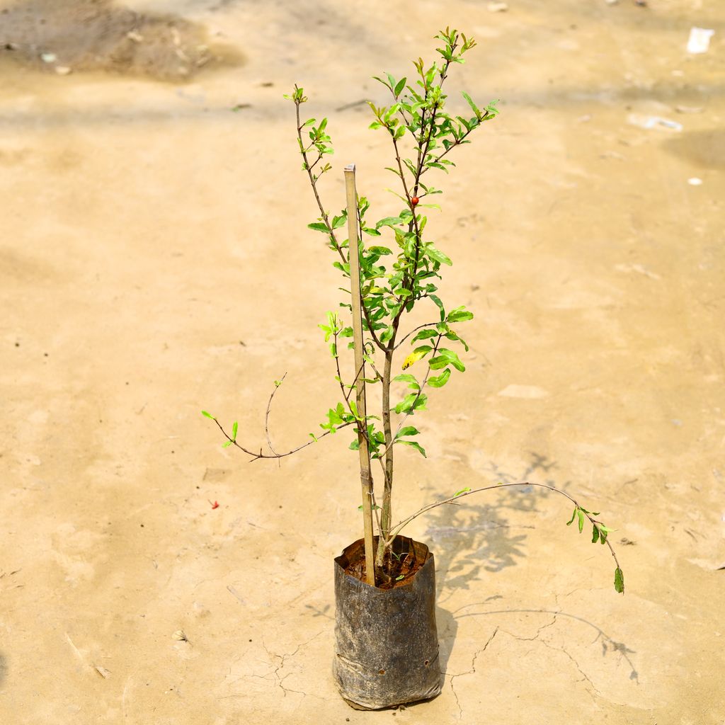 Anar / Pomegranate Red (Pune Variety) in 8 Inch Nursery Bag