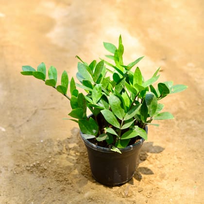 Buy Zz Green in 6 Inch Nursery Pot Online | Urvann.com