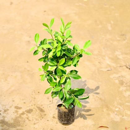 Buy Ficus Panda in 4 Inch Nursery Bag Online | Urvann.com