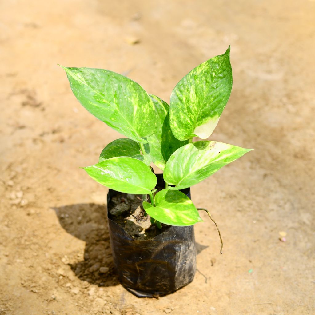 Money Plant Green in 4 Inch Nursery Bag