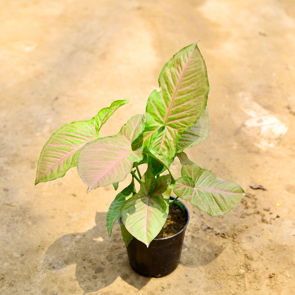 Syngonium Desi Pink in 5 Inch Nursery Pot