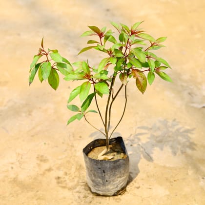 Buy Hamelia / Firebush Red in 5 Inch Nursery Bag Online | Urvann.com