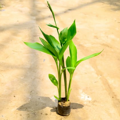 Buy Canna Lily Yellow  in 4 Inch Nursery Bag Online | Urvann.com