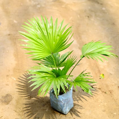 Buy China / Fan Palm in 4 Inch Nursery Bag Online | Urvann.com