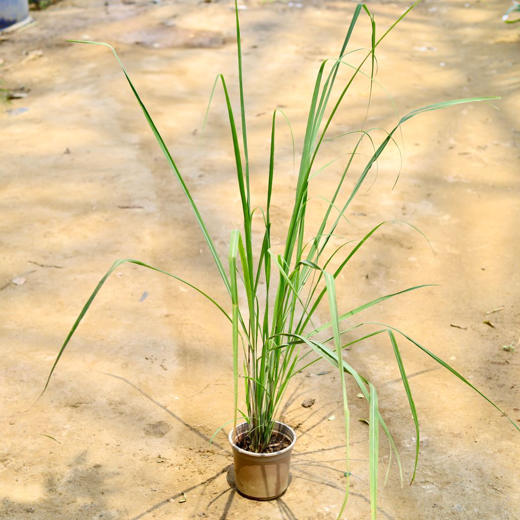 Lemon Grass in 6 Inch Nursery Pot