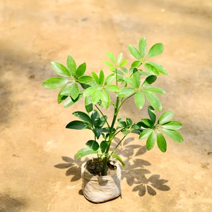 Buy Schefflera Green in 4 Inch Nursery Bag Online | Urvann.com