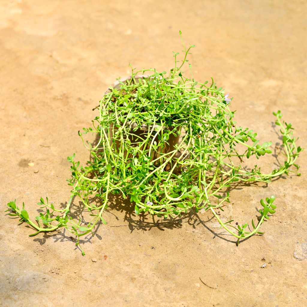 Brahmi Herb Plant in 4 Inch Nursery Pot