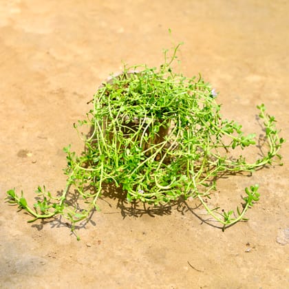 Buy Brahmi Herb Plant in 4 Inch Nursery Pot Online | Urvann.com