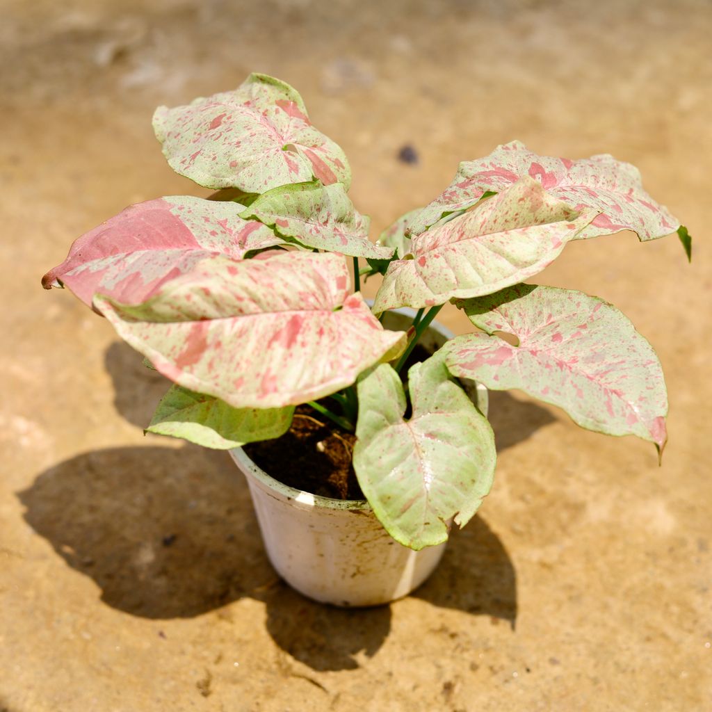 Syngonium Milky (Rare Variety) in 4 Inch Nursery Pot - Best Indoor Plant for Home