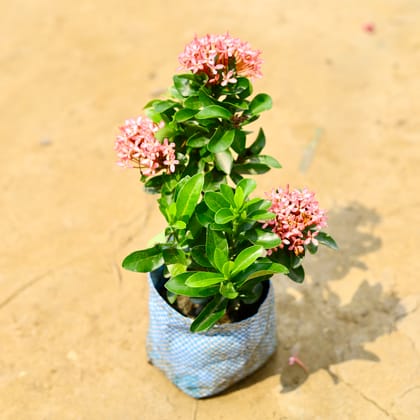 Buy Ixora Dwarf Pink in 4 Inch Nursery Bag Online | Urvann.com